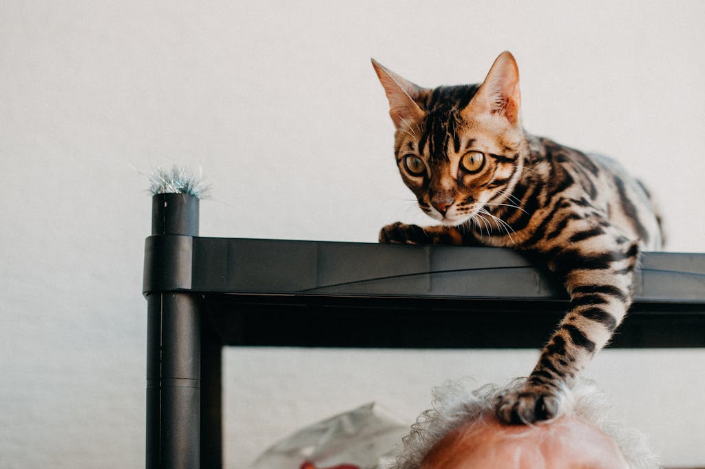 Bengal Cat Holding a Paw on a Mans Head